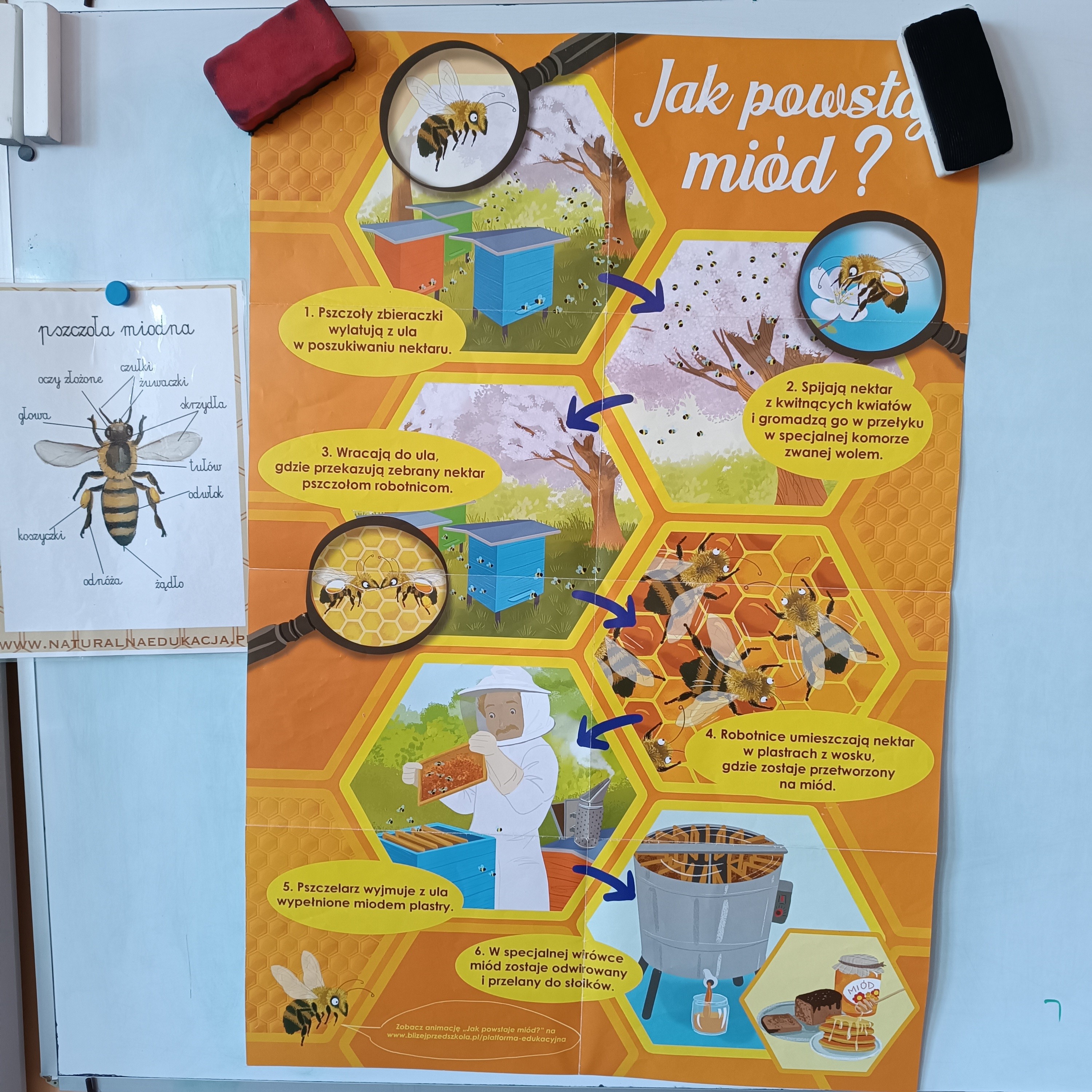 Jak powstaje miód? - plakat